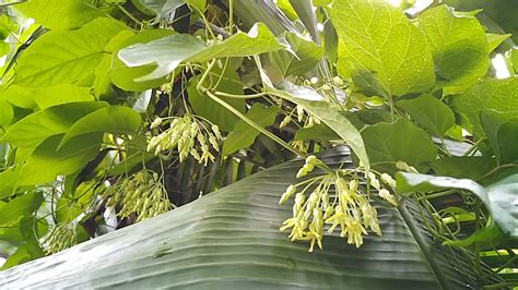 sabidukong plant in tagalog|FiLORA .